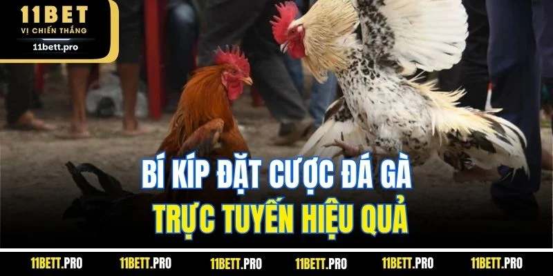 Bí kíp đặt cược đá gà trực tuyến hiệu quả