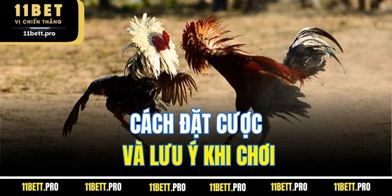Cách đặt cược và lưu ý khi chơi