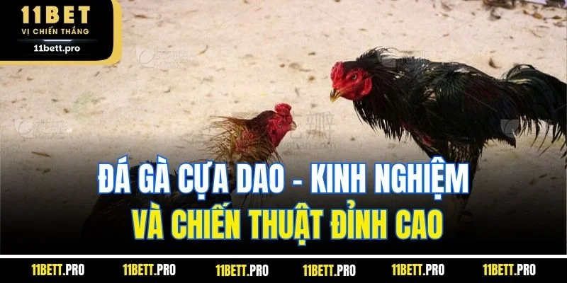 Đá gà cựa dao