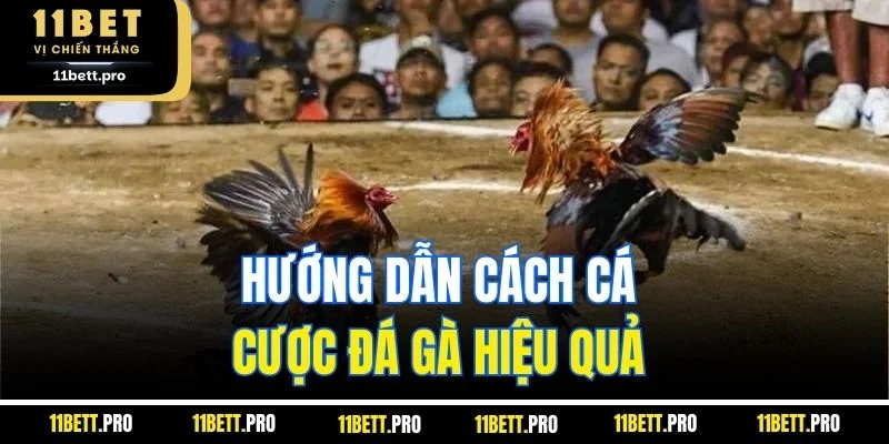 Hướng dẫn cách cá cược đá gà hiệu quả