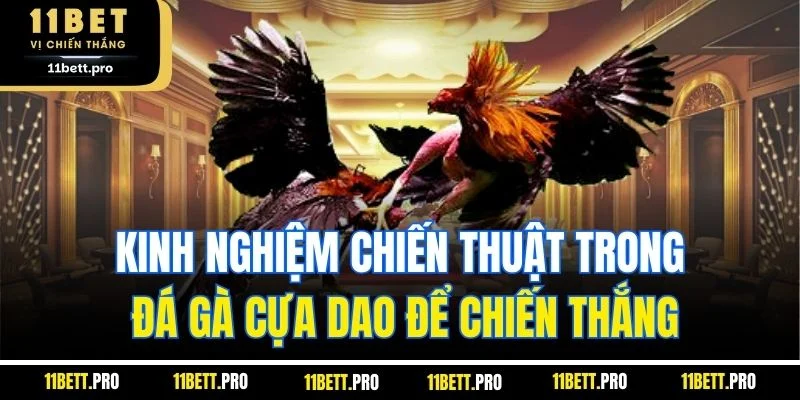 Kinh nghiệm chiến thuật trong đá gà cựa dao để chiến thắng