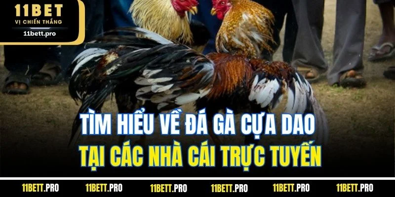 Tìm hiểu về đá gà cựa dao tại các nhà cái trực tuyến